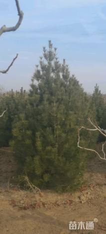 高度250厘米白皮松