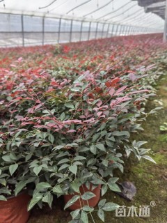 高度30厘米南天竹