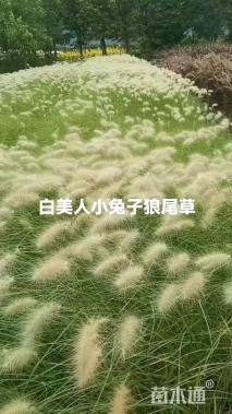 高度35厘米小兔子狼尾草