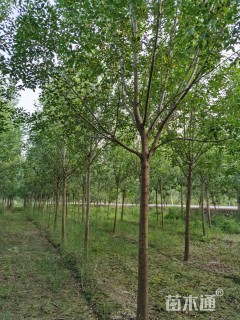 15公分白蜡