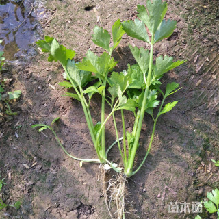 高度20厘米水芹