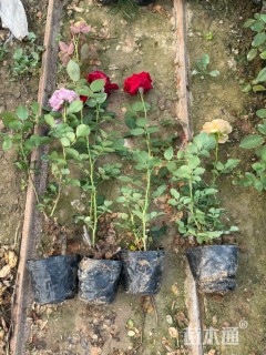 高度20厘米品种月季