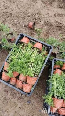 高度25厘米波斯菊