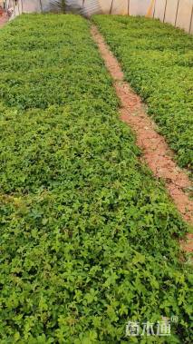 高度30厘米五爪金龙