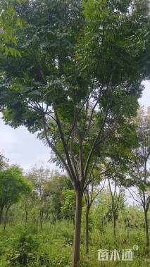 16公分栾树