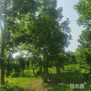 8公分水曲柳