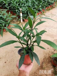 高度25厘米翠芦莉