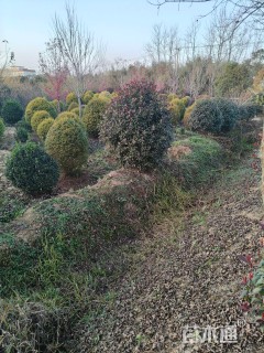 冠幅150厘米红叶石楠球