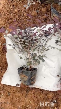 高度45厘米红花继木