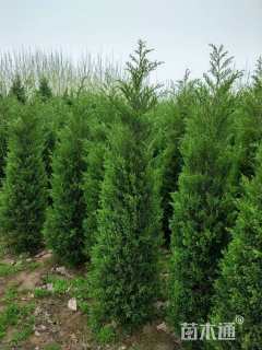 高度240厘米蜀桧