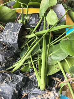 20厘米龟背竹