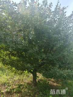 15公分北美海棠