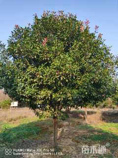 12公分红叶石楠