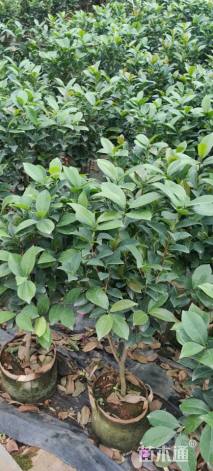 高度70厘米四季茶花