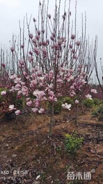 8公分红花玉兰