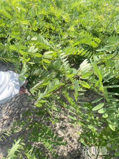 高度60厘米紫穗槐小苗
