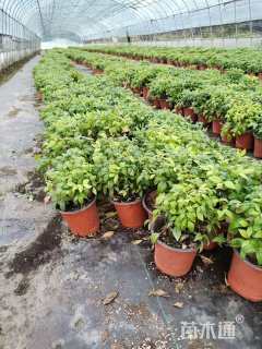 高度25厘米火焰南天竹