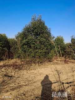 高度300厘米丛生大叶女贞