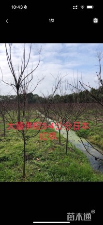 4公分日本红枫