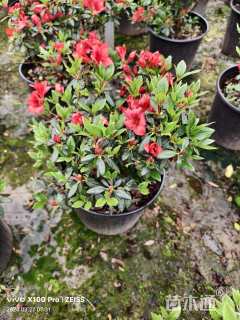 高度50厘米杜鹃