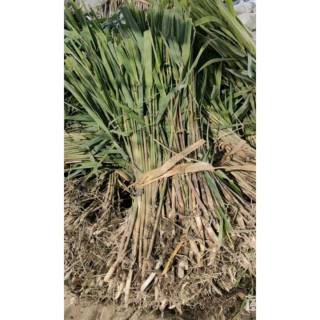 高度35厘米芦苇