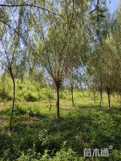 高度30厘米茶梅小苗