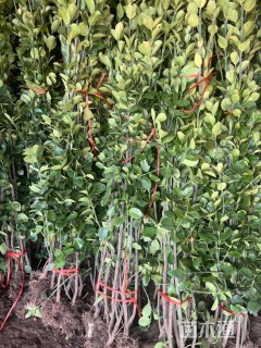 高度120厘米北海道黄杨