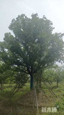 50公分朴树
