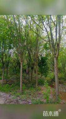 10公分西府海棠