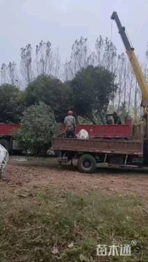 冠幅200厘米桂花球