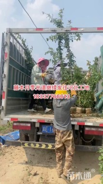 280厘米藤本月季