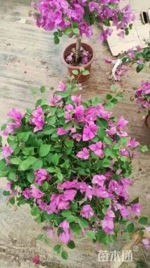 高度45厘米三角梅