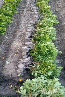 高度65厘米海桐