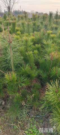 高度150厘米油松