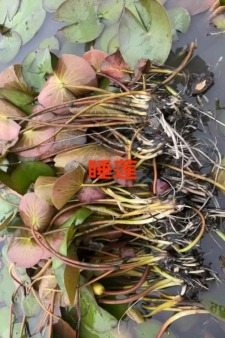 高度20厘米睡莲