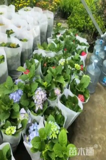 高度40厘米圆锥绣球