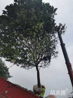 18公分香泡