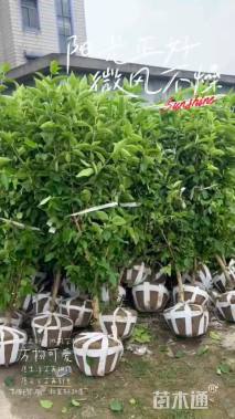 高度200厘米木绣球