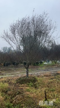 15公分鸡爪槭