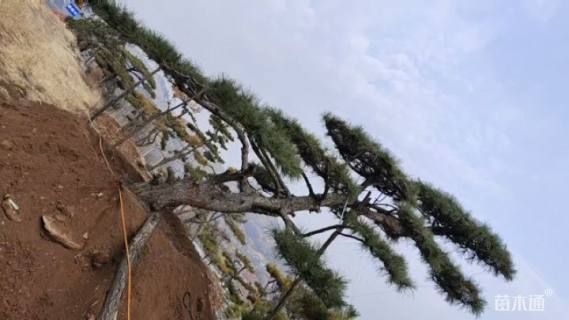 31公分造型油松