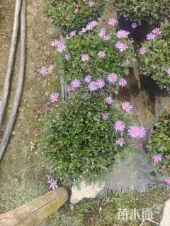 高度20厘米姬小菊