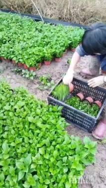 高度20厘米鸭舌草