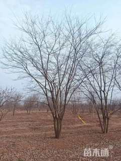 8公分(5杆)丛生朴树