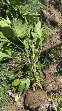 高度120厘米八角金盘