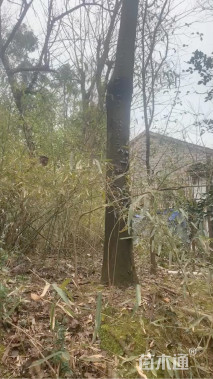 15公分巨紫荆