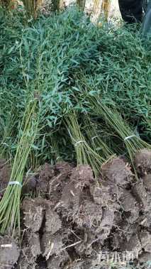 地栽苗青皮竹