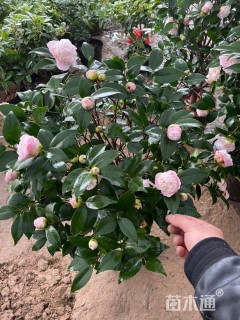 高度140厘米耐冬茶花