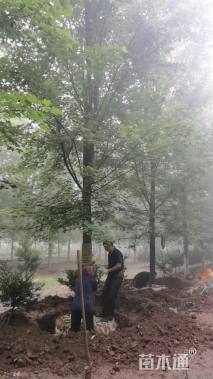 19公分美国红枫