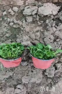 高度5厘米紫花地丁