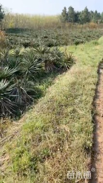 高度50厘米剑麻